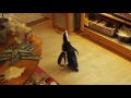 Penguin Goes Shopping at Jenkinson's Boardwalk