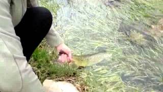 SIPOVO 2011 ZELJKO HVATANJE PASTRMKE U RIJECI PLIVA