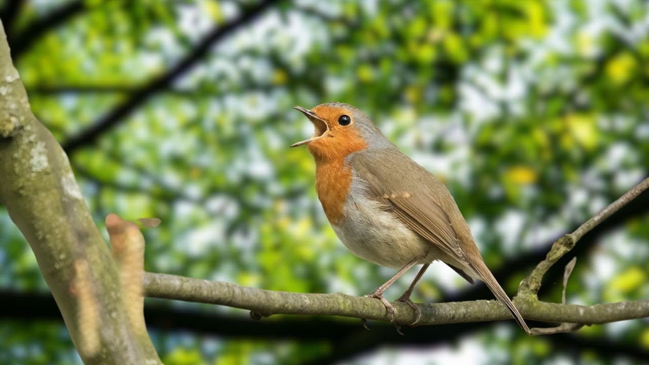 Natural Bird Sounds Beautiful Bird Videos, Bird Sounds Relaxation