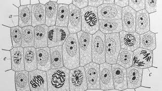 Biological cell | Wikipedia audio article