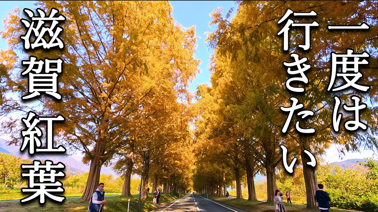 【滋賀の紅葉ベスト5】一度は行きたい滋賀の紅葉絶景　Autum leaves Siga in Japan メタセコイア、石山寺、鶏足寺、比叡山、奥琵琶湖パークウェイ