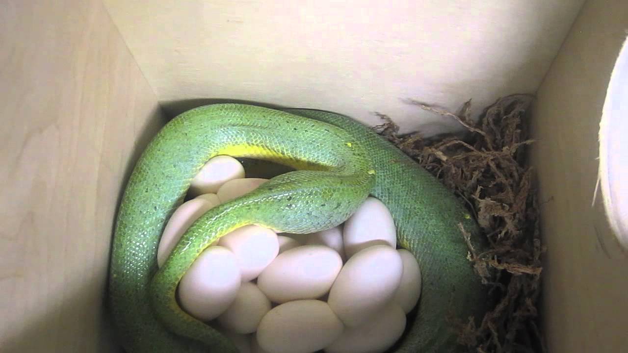 Яйца змей видео. Змеи вылупляются из яиц.