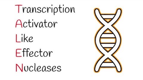 TALENs (Transcription Activator-Like Effector Nucleases)