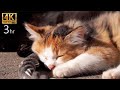【猫島🐈️の自然音】猫たっぷり3時間！猫島の音風景と、可愛らしい猫さん、仔猫さんの世界