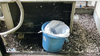 【閲覧注意】汚ベランダ清掃　鳩さんには悪いがこの場所は返してもらう