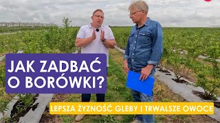 Jak zadbać o borówki? Lepsza żyzność gleby i trwalsze owoce