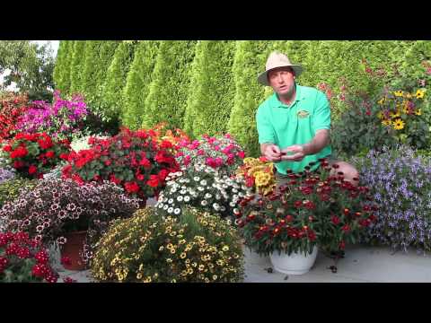 Video: Sanvitalia - Cho Bồn Hoa Và Giỏ Treo