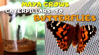 Maya grows beautiful Painted Lady butterflies from caterpillars ️