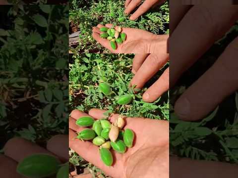 زراعة الحمص بالمنزل  ترند حمص  اكسبلور