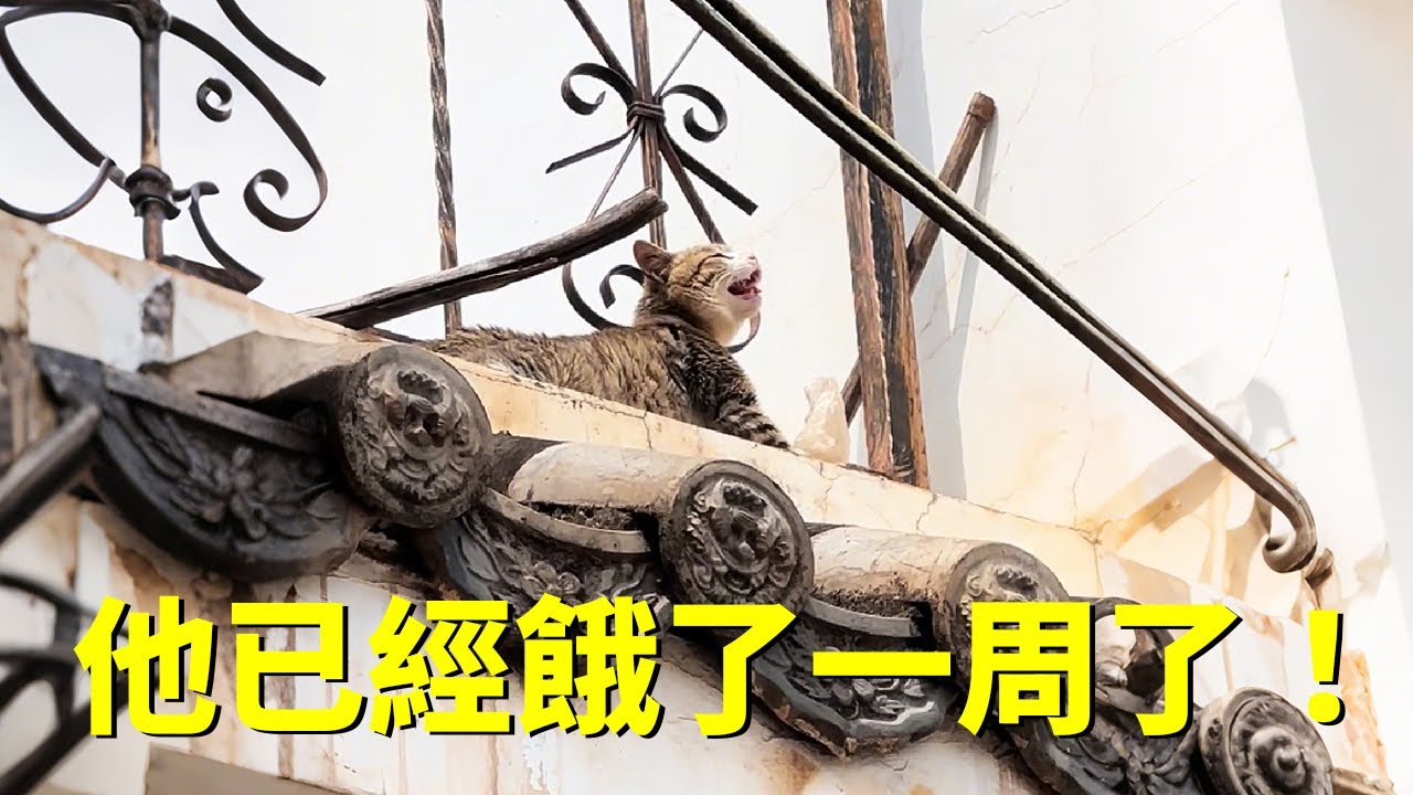 路人說這隻貓被困在這裡已經一周了，但卻沒人在家...
