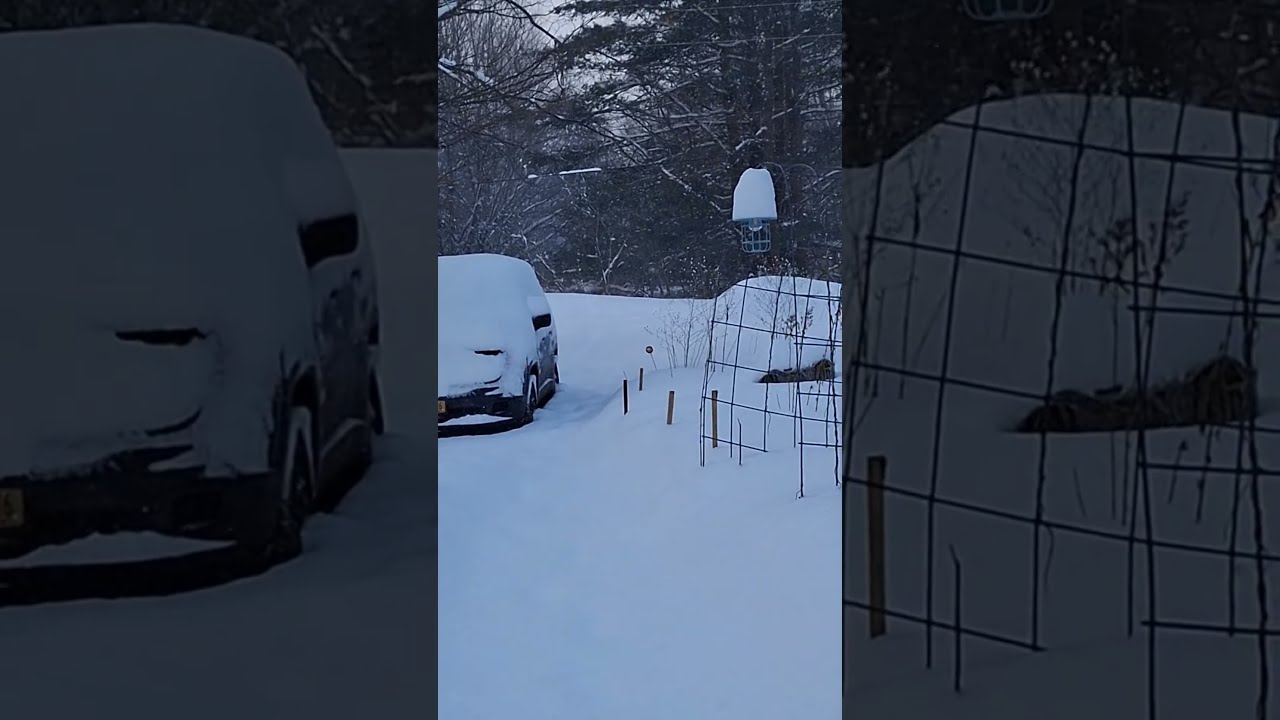 LIVE ! WHAT A FOOT OF SNOW IN ONE DAY LOOKS LIKE!