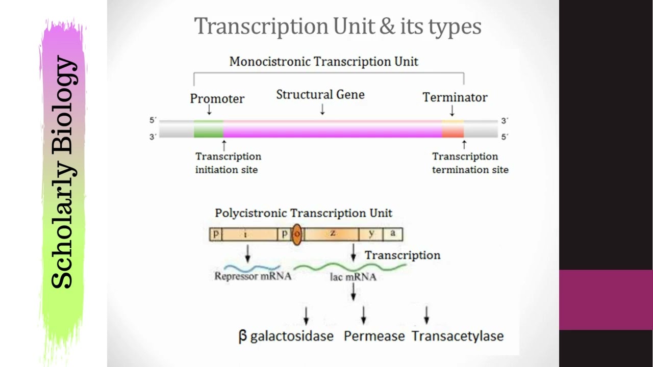 Polycistronic & Monocistronic Transcription | Molecular Basis of Inheritance | Biology Class 12/NEET