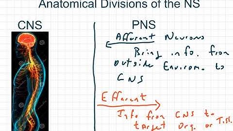 Exercise Physiology - Chapter 7 - Part 1: The Anatomy Of The Nervous System