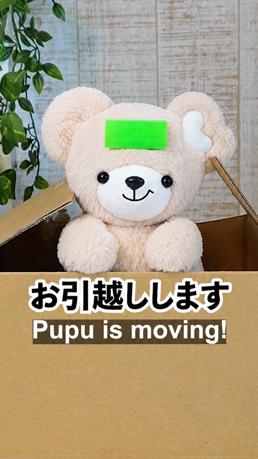Pupu 🧸🌈 - YouTube
