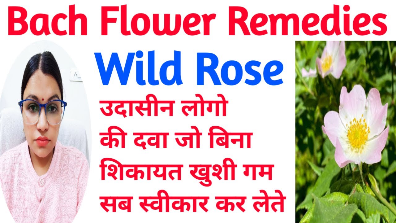 Wild Rose Bach Flower Remedy Bach Flower Remedies बिना शिकायत के