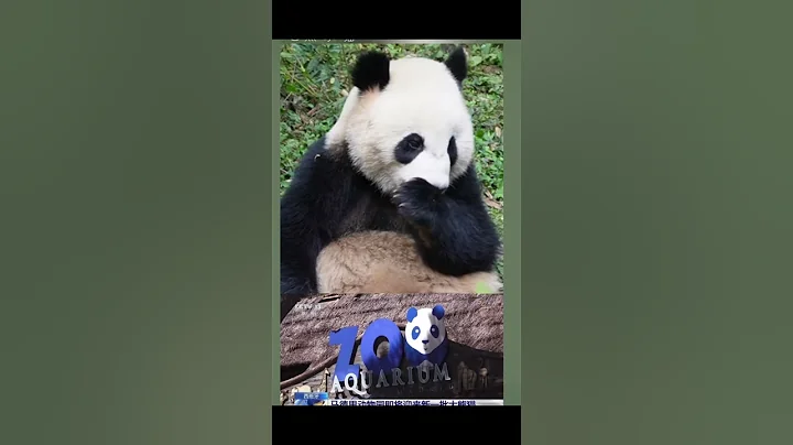 中央电视台确认大熊猫金喜和茱萸四月底出差西班牙。 #panda #판다 #cute #大熊猫 #animals #cutepanda #大熊猫出国 - 天天要闻