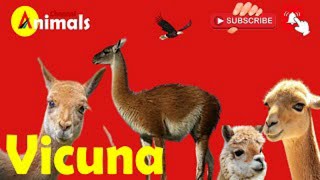 Vicuna Animals