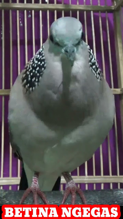 SUARA TEKUKUR MEMANGGIL BETINA GACOR NGEGAS... #shorts