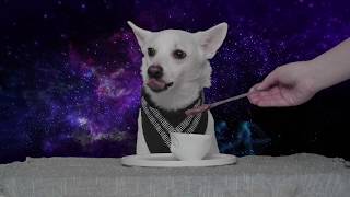 ASMR Space Dog Eats: Peanut Butter From Heck