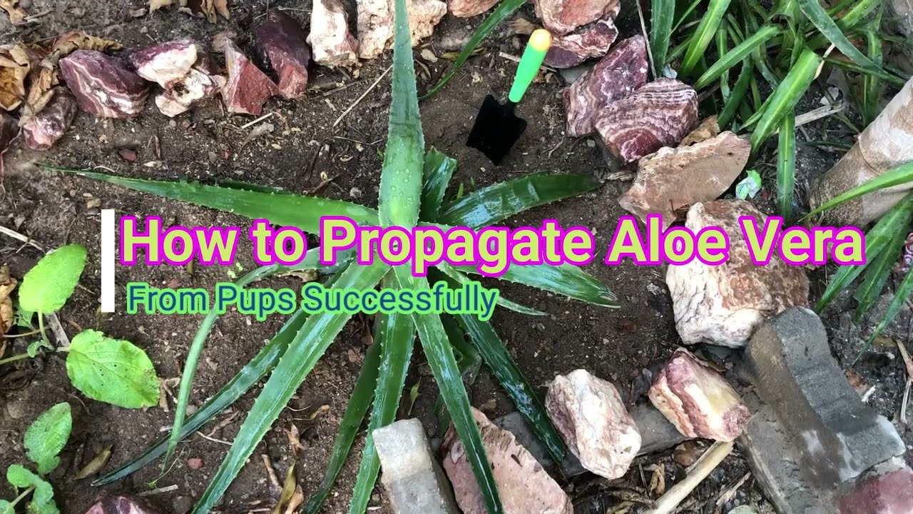 How to Propagate Aloe Vera From Pups Successfully