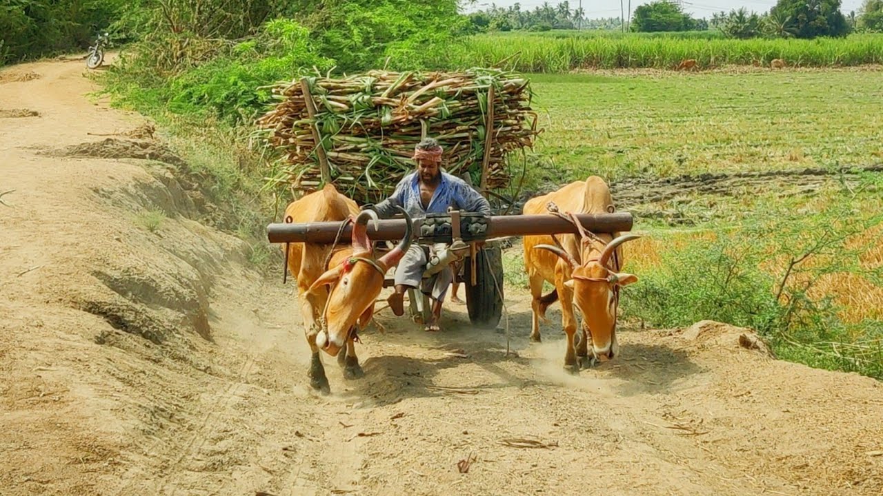 country Bullock Cart upwards heavy loaded pulling performance | ox