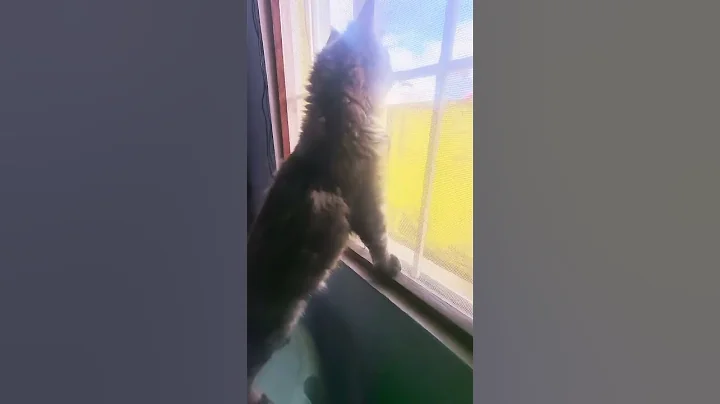 Video 11658711: mainecoon cat kitten