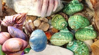 Green snails gather in swarms. Pearls slipped from their bodies