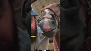 #comedy #animals #funny #shoets