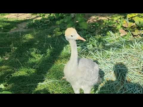 A female of Stanley crane with the chick