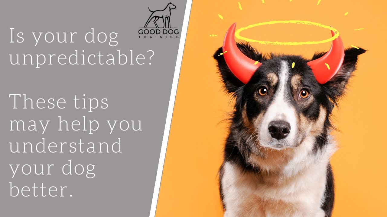 What do I do if my dog bites people??? Reading dog body language. YouTube