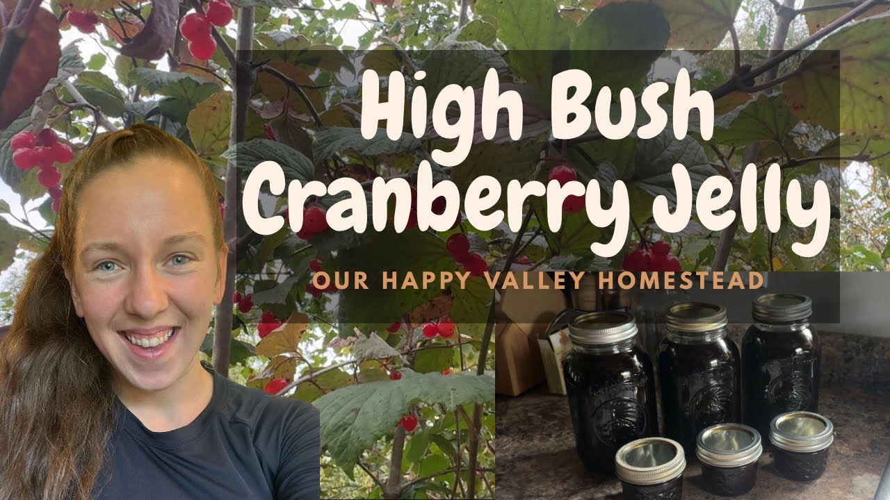 How to Make Wild High Bush Cranberry Jelly from Foraged Berries (No Pectin) – Family Homestead