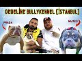 AMERİCAN BULLY POCKET'S AND PUPPIES BABY İSTANBUL IN TURKEY DEDELİNE BULLY KENNEL