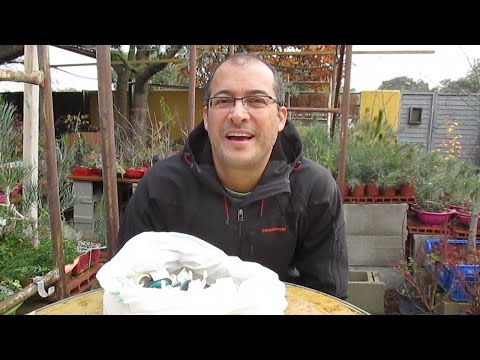 CÓMO CUIDAR TUS BONSÁI EN INVIERNO