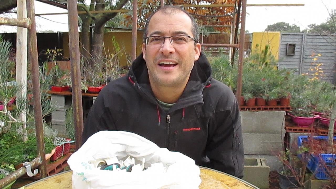 CÓMO CUIDAR TUS BONSÁI EN INVIERNO