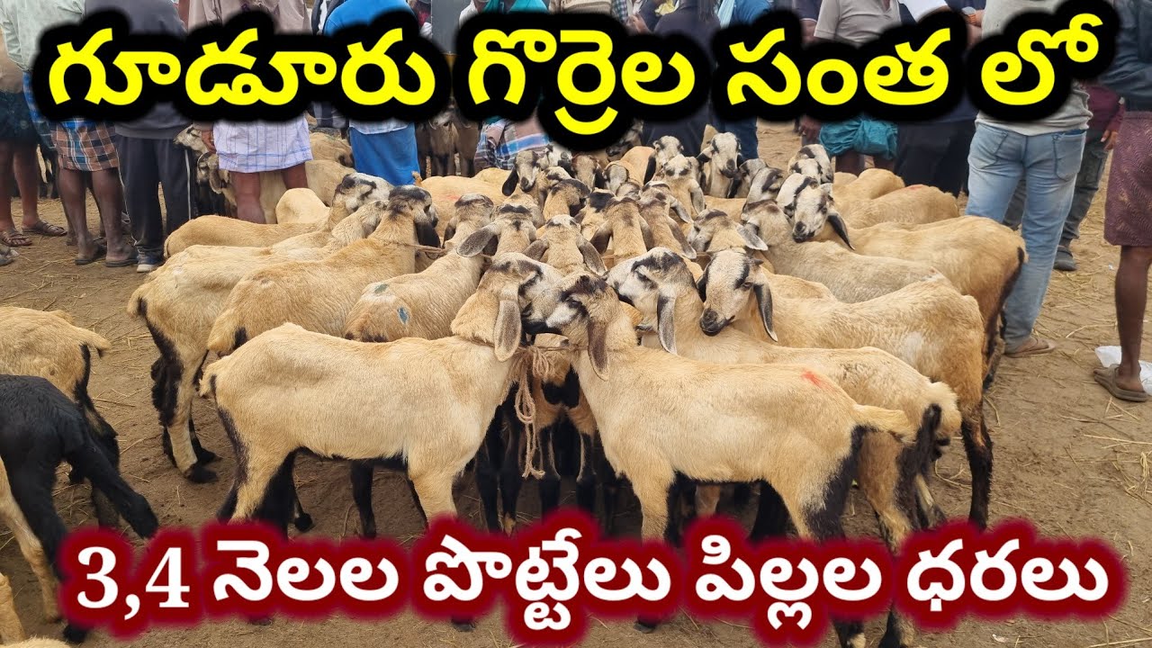 Gudur sheep market Today 2 1 2026 గూడూరు గొర్రెల సంత లో పొట్టేలు పిల్లల ధరలు 