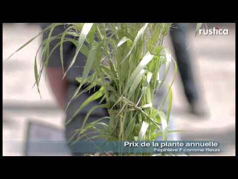 Vidéo: Karyopteris Fleurit Jusqu'à L'automne