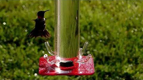 Hummingbird Breakfast