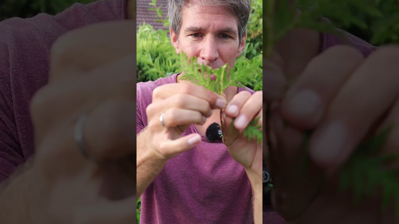 How to easily propagate Thuja now! #gardentips #garden #gardenlove  #gardening - YouTube