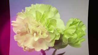 Top 7 Plus Belles Fleurs Doeillets