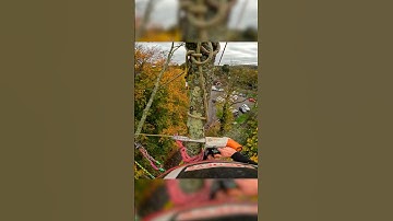Ash tree rigging #rigging #arborist #treework