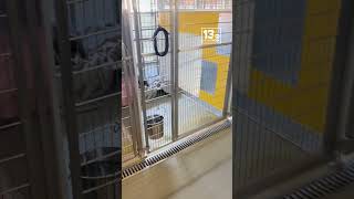 Norfolk Animal Care Center urgently seeks holiday foster homes for dogs