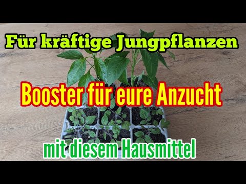 Boost mit diesem