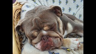 Louie the Bulldog is  having a lazy day