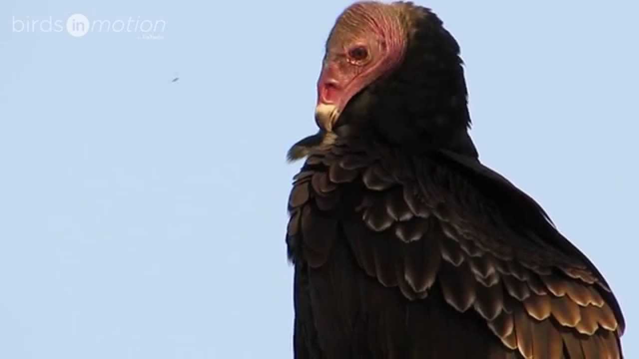 Aura Tiñosa (Cathartes aura) Turkey Vulture