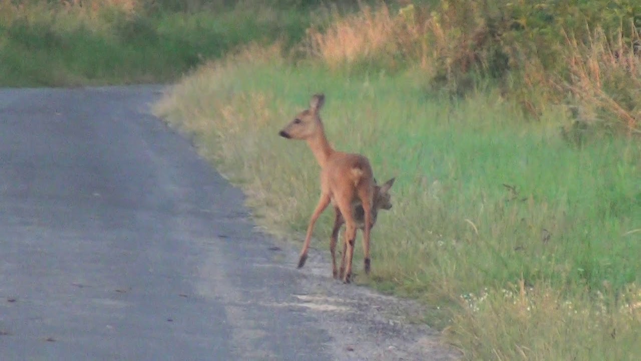 Rehgeiß mit Kitz auf einem Wirtschaftsweg in der Davert bei Ottmarsbocholt.