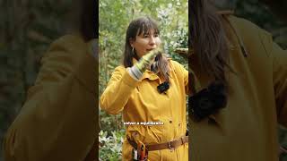 Así trabajamos el EUCALIPTO en nuestras líneas AGROFORESTALES