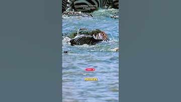 The cruelty of crocodiles #shorts #animals #wildlife #reels #tanzania #viral #viralreels  #funny