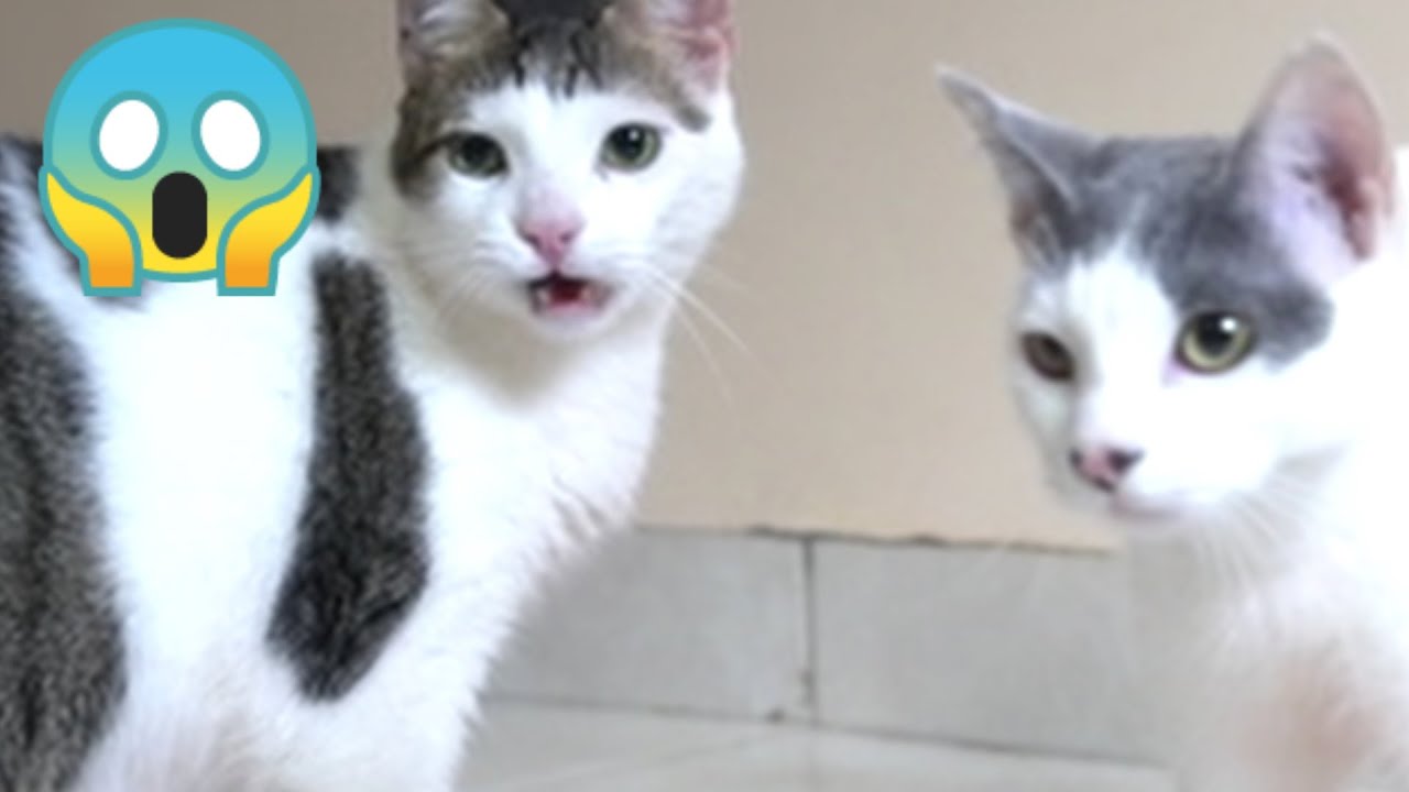 A cat freaks out when he sees a cat after being neutered. 