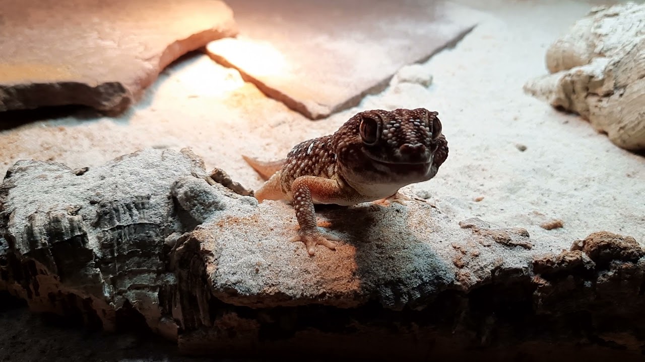 Chondrodactylus angulifer angulifer eating morio