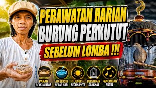 PERSIAPAN SEBELUM LOMBA BURUNG PERKUTUT _ PERAWATAN HARIAN @agungnursaladin 